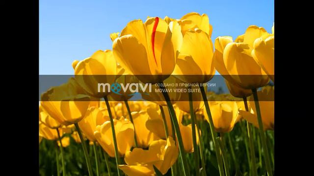 Клубняк Басы 2017 смотреть онлайн
