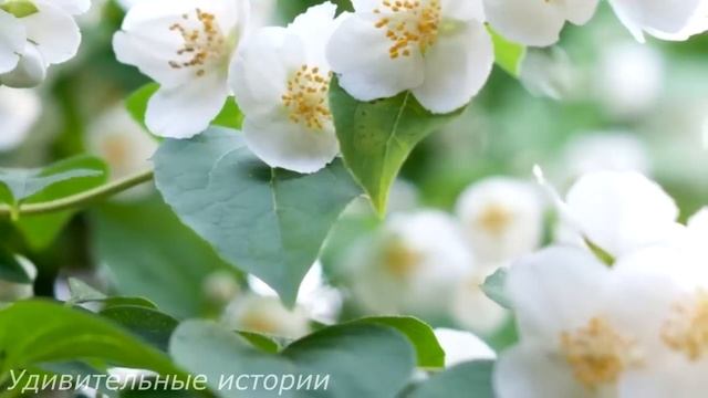 Чтобы проверить невесту, жених-миллиардер нанял её сиделкой для своей парализованной матери... смотреть онлайн