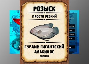 Редкости рр3. Гурами гигантский - альбинос рр3. Борнео.