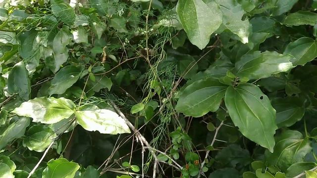ఆయుర్వేదంలో ఈ మొక్క అత్యంత కీలకమైనవి #asparagus racemosus||shatavari plant ||about in Telugu смотреть онлайн