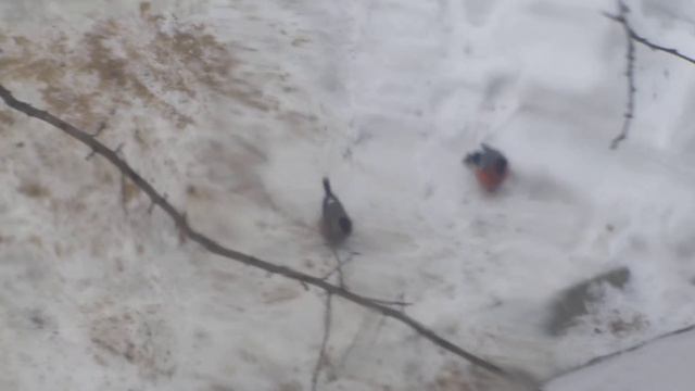 MVI 0540. Снегири в Гродно.