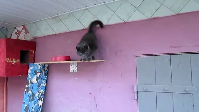 Нереально крутой домик для кота! Сделай своему любимцу такой же!