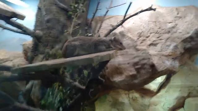 БОЛЬШАЯ МЫШЬ смотреть онлайн