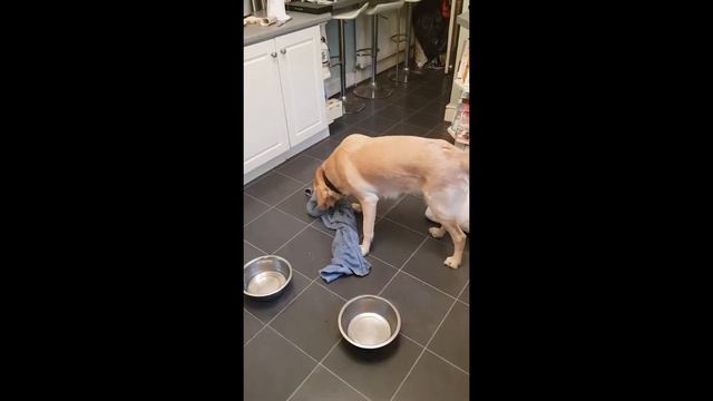 Food in a towel ..... keep it up during the corona lock down смотреть онлайн