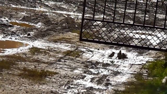 Воробьи купаются в лужах... смотреть онлайн