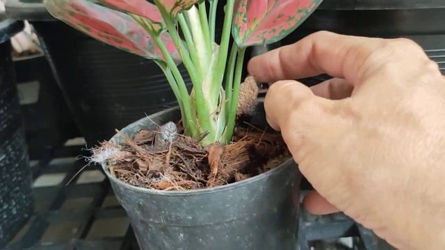 ซุปเปอร์เรด อโกลนีมา (Super Red Aglaonema) แก้วกาญจนา ลักษณะอโกลนีมา ซุปเปอร์เรด смотреть онлайн
