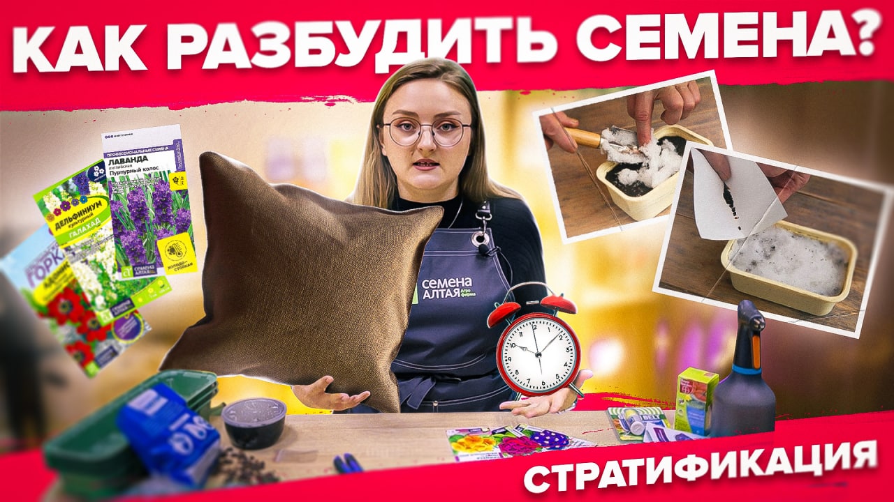 СТРАТИФИКАЦИЯ семян. Как сеять лаванду и землянику? Почему семена не всходят? смотреть онлайн