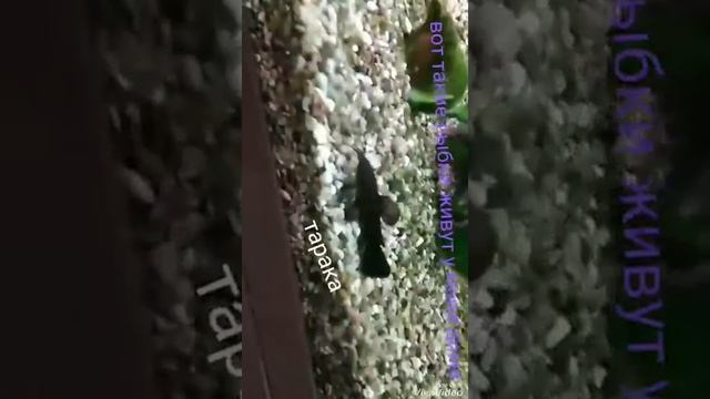 Какие рыбки живут у меня дома? смотреть онлайн