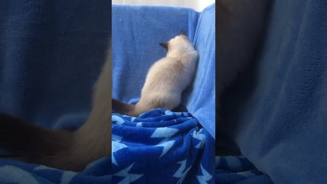 Британский котёнок сил поинт в Бритиш Хаус BSH n33 смотреть онлайн