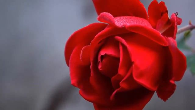 Невероятно красивая мелодия! Музыка для Души и Цветы ! Сказочно волшебная! смотреть онлайн