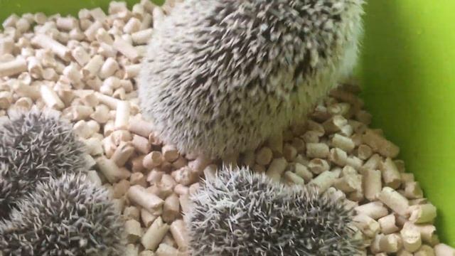 Африканские ежики! НАШИ ЛЮБИМЦЫ!!! смотреть онлайн