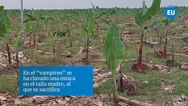 Los esfuerzos por rehabilitar la hacienda bananera La Clementina, la más grande del país смотреть онлайн