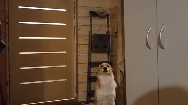 Алабаевка. О Чаре, и немного новостей и приветов. смотреть онлайн