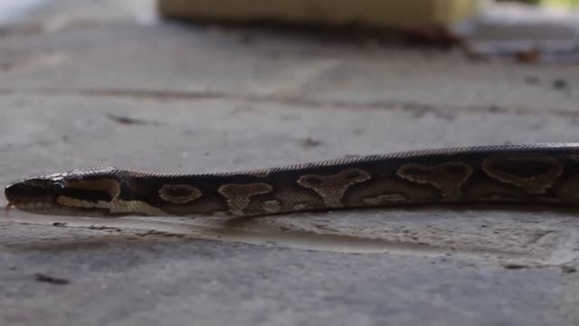 Everything that Sucks about Ball Pythons смотреть онлайн