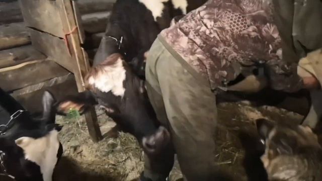 Как узнать что корова будет телиться