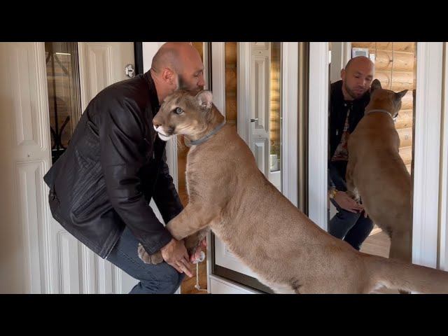 Самая счастливая встреча.Пума Месси дождался своего любимого хозяина. Как Саша развлекает пуму Месси смотреть онлайн