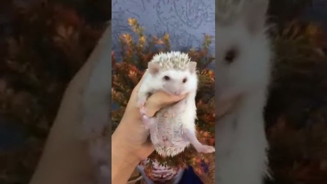 Декоративный карликовый еж смотреть онлайн