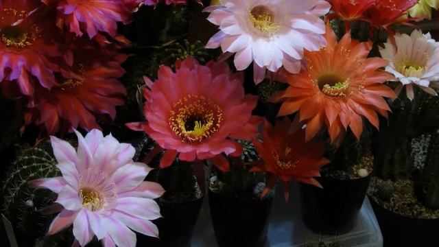Echinopsis Hybrids 'Fangri-la' And More
