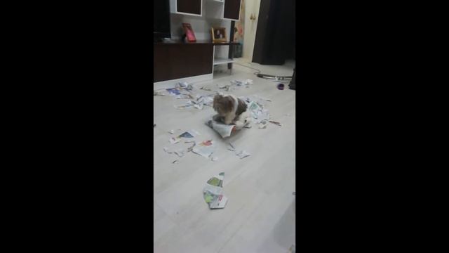 Сам ты сука! смотреть онлайн