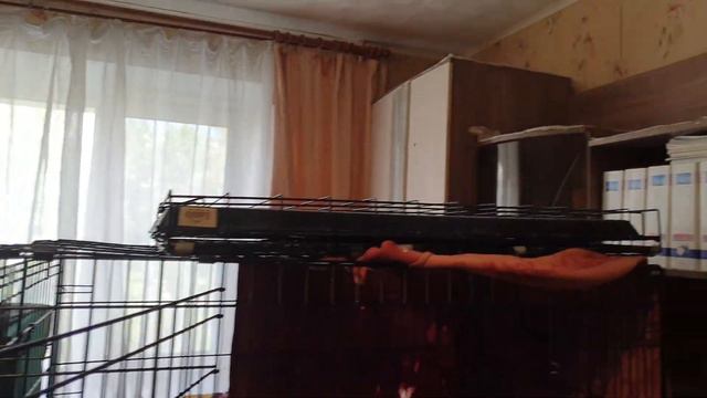Моя птичья жизнь. Кратко и наглядно ;-) смотреть онлайн