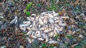 удачная рыбалка на косынки на речке карась 24 октября.
