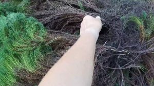 Туя западная Тедди, что делать с развалившимся кустом