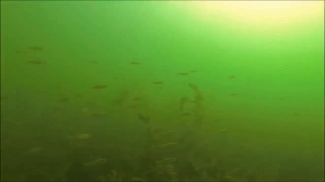 Щука 1948 часть 2 Питание щуки смотреть онлайн