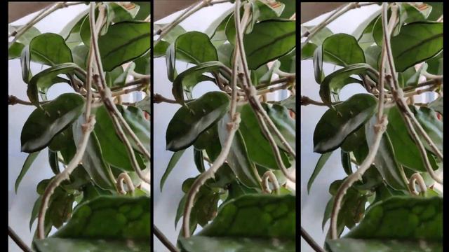 ХОЙЯ КАРНОЗА или ХОЙЯ МЯСИСТАЯ или ВОСКОВОЙ ПЛЮЩ (Hoya Carnosa)