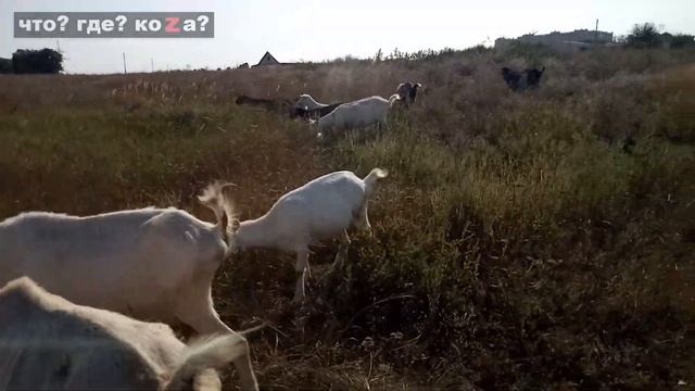 Когда покрыть молодую козочку. Не торопимся!!!??? смотреть онлайн