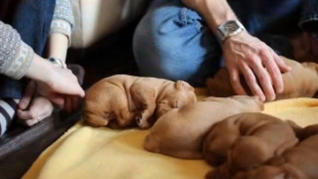 Payton-Stoli Pups -First Visitation 3/11/12 смотреть онлайн