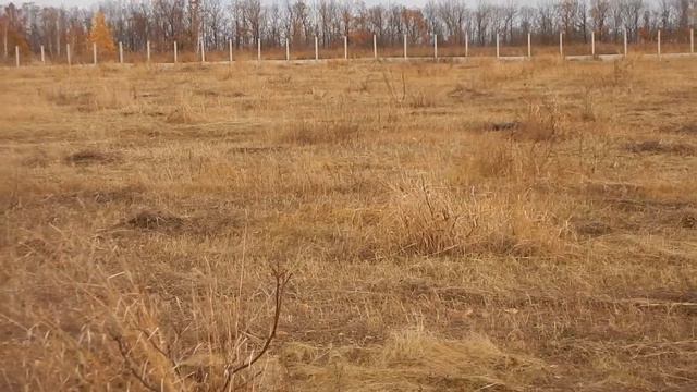 Молодой сад грецкого ореха со случайным поливом
