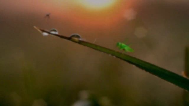 "РУСОКОСАЯ". Синеокая- русокосая, выйди во поле, да полынное! А. Якуненков- Гронский смотреть онлайн