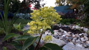 ✿➽ Новинка в нашем саду - гортензия Жемчужина Фестиваля (Perle de Festival)