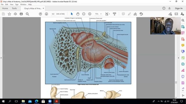 Anatomy of the Ear смотреть онлайн