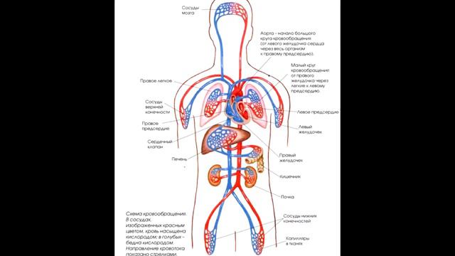 ЧТО,ЕСЛИ ЧЕЛОВЕК ВЫЙДЕТ В ОТКРЫТЫЙ КОСМОС БЕЗ СКАФАНДРА? смотреть онлайн