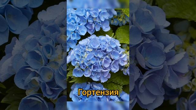 Какие комнатные цветы любят кислую почву смотреть онлайн
