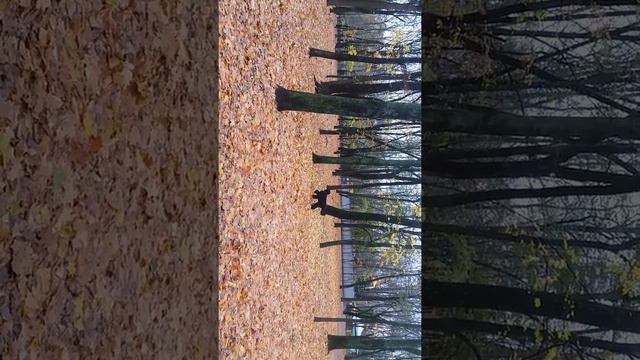 Do you see the squirrel? But it's here!!!))) смотреть онлайн