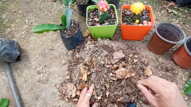 How to Graft Moon cactus 🌙🌵|Village vlog|RigenRvlogs смотреть онлайн