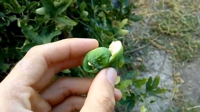 Вредитель на пассифлоре Тукуманенсис смотреть онлайн