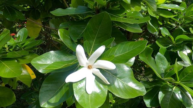 The Tiare Flower смотреть онлайн