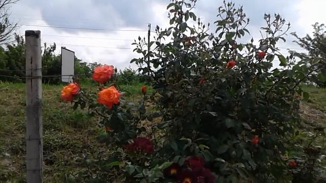 Питомник роз Полины Козловой, начало цветения, весна 2018 смотреть онлайн