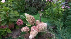 Гортензия Меджикал Мон Бланк в сентябре.