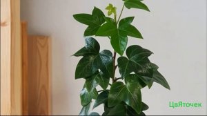 Фатсхедера. Особенности ухода