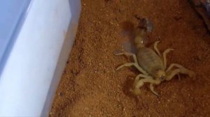 Самые опасные скорпионы в мире.