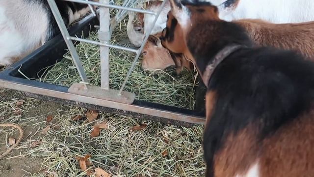Where did all the MILK go?! (our pregnant goats are drying up ?) смотреть онлайн
