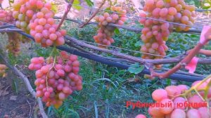 Виноград Рубиновый Юбилей