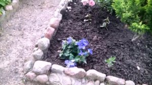 Многолетник платикодон с огромными цветами