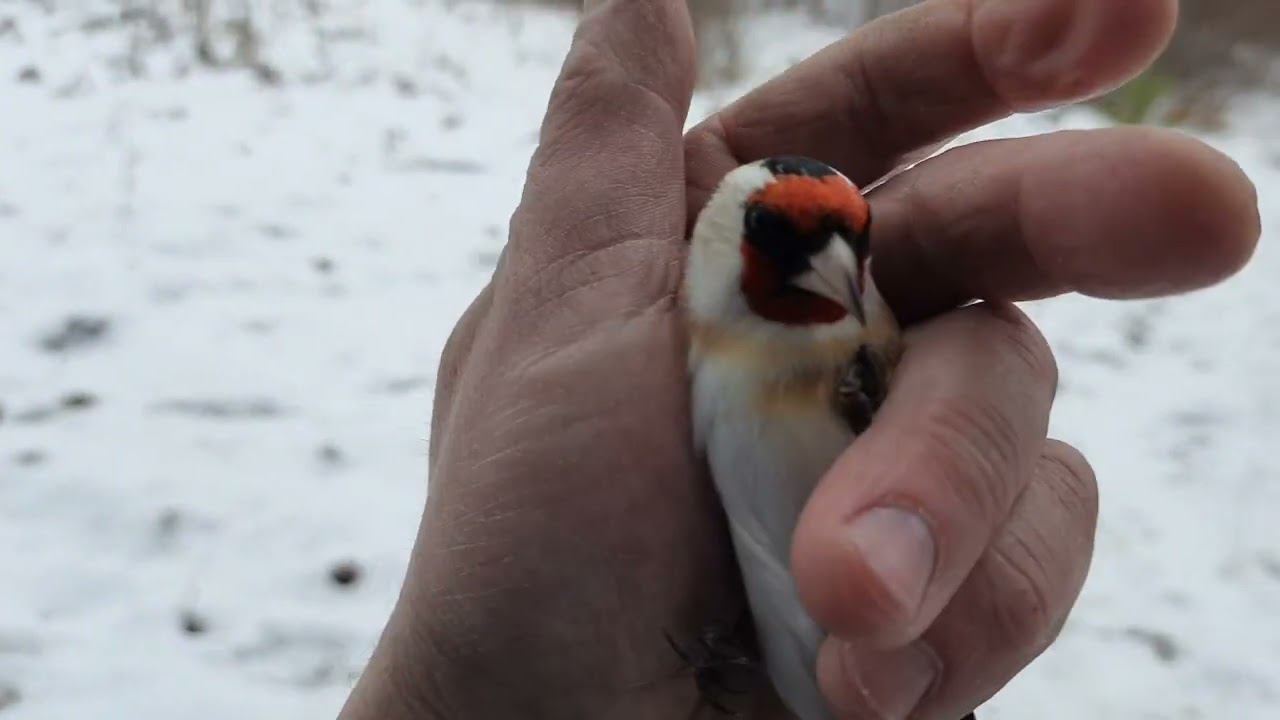 Ловля птиц 10 ноября 2022 год. смотреть онлайн