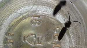 Насекомые в банке — Осы