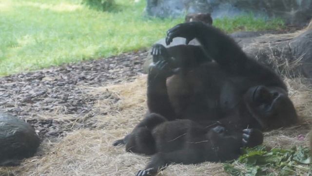 Что посмотреть во Флориде? Наш поход в парк Busch Gardens смотреть онлайн